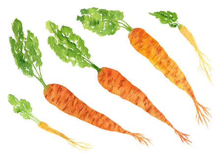 Cute hand drawn watercolor fresh orange carrotsの写真素材