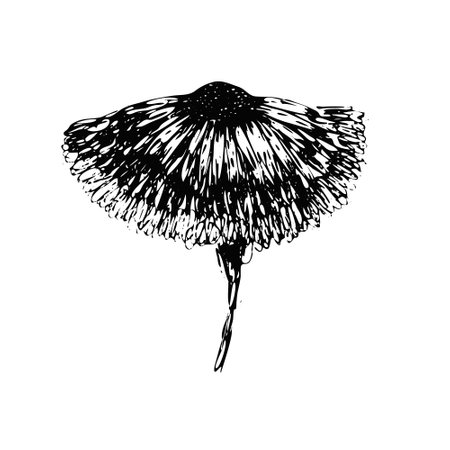 Black ink vector hand drawn sketch gerbera flowerのイラスト素材
