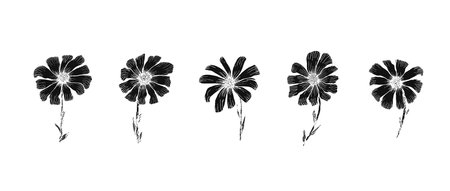 Vintage black linocut style chamomile flowersのイラスト素材