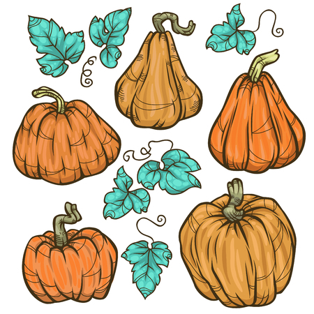 Set of cute cartoon pumpkins on white background. Vector illustration for food designのイラスト素材