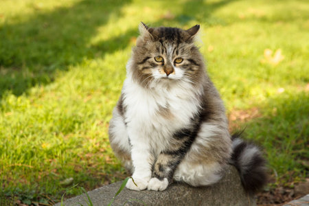 The most sad Istanbul cat on the Earth is waiting for a kind person - a man, a woman or another cat .cr2の写真素材