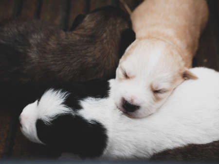 Close-up portrait of three cute newborn sleeping puppies.の写真素材