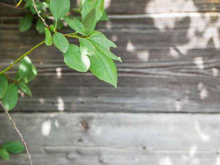 Green leaves and shadow plant tree on wood wall.の写真素材