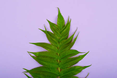 Green branch on violet paper background.の写真素材