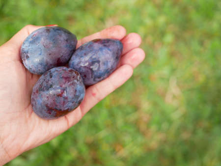 Handful of plum in the palm on a grass background.の写真素材