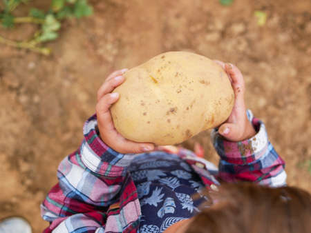 Ð¡lose-up of a large potato in childrens hands.の写真素材