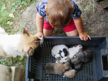 Little child siiting near newborn puppies in a box.