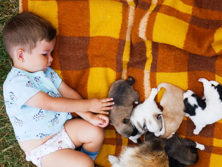 A boy laying on a blanket playing with cute colorful puppies.の写真素材