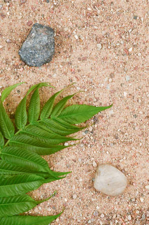 Stones and palm branch on the sand.の写真素材