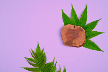 Natural layout made of leaves and wooden stand on violet background.の写真素材