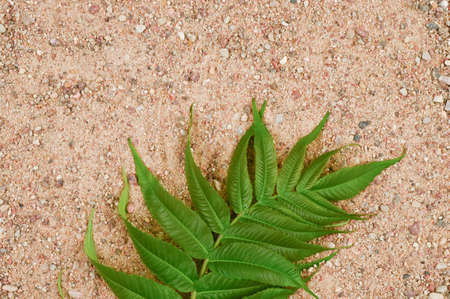 Top view of green leaves on sand background.の写真素材