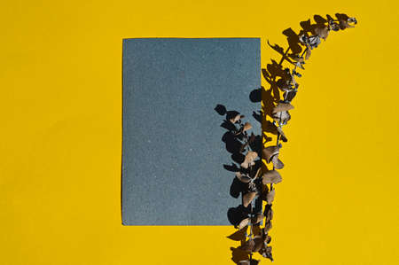 Blue paper card with foliage shadow isolated on yellow.の写真素材