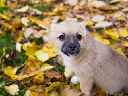 Autumn mood. Lonely cute puppy on a background of yellow foliage. Pet protection conceptの写真素材