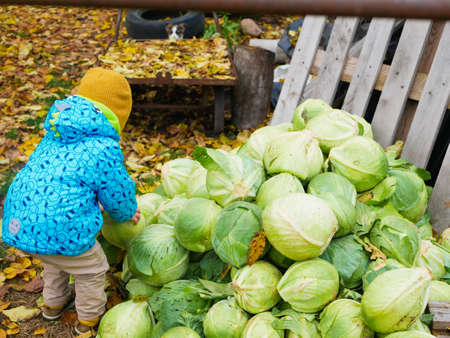 Little farmer boy in warm clothes holding fresh organic cabbage in hands. Garden, harvest season concept.の写真素材
