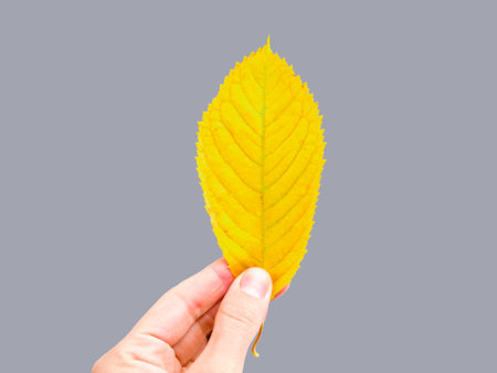 Illuminating and Ultimate gray  color of the year 2021. Yellow leaf in female hand.