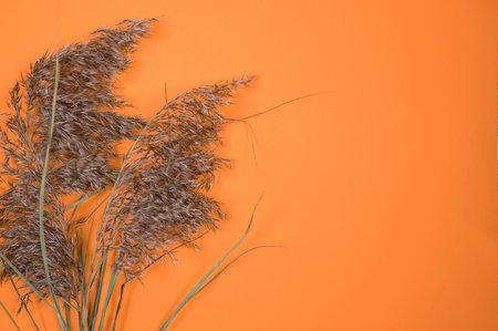 Pampas grass on colorful wall. Creative, minimal, styled concept for bloggers.の写真素材