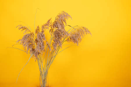 Pampas grass on yellow background. Boho style backdrop mockup