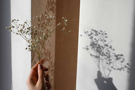 Woman's hand holding gypsophila flowers against a light wall at sunset. Still life. High quality photoの写真素材