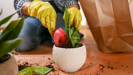 Close up of female hands in gardening gloves transplanting house plant to a new pot. ... High...