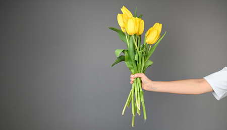 Yellow tulips in hand on gray background with copy space. Festive banner for website. High quality photoの写真素材