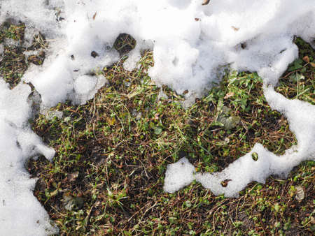 Snow melts during the thaw. Ground and green grass are visible under the snow. ... High quality photoの写真素材