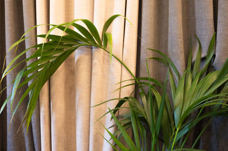 Palm tree on the background of the curtain. House decoration. Green plants in the interior. High quality photoの写真素材