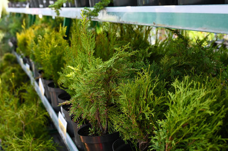Thui in pots. The market for the sale of decorative planting material.の写真素材