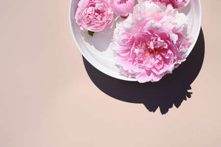 Pink flowers and buds floating on water surface in a white container. Summer background with peonies and shadows.の写真素材