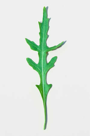 Top view of arugula leaf on white background. close up.