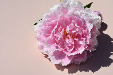 Close up of blossoming flower peony of tender pink color with drops of water on pastel backgroundの写真素材