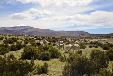 A herd of grazing llamas in the Andes