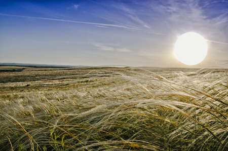 Blooming Stipa in the Steppe