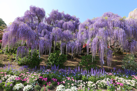 Ashikaga flower park Wisteria'sの写真素材