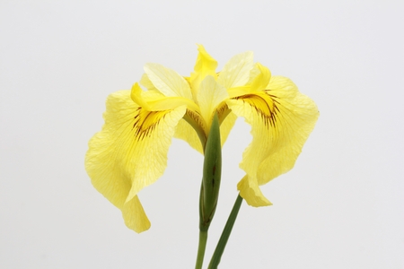 Japanese IRIS