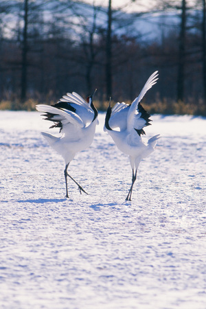 Red-crowned craneの写真素材