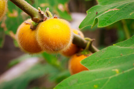 The Solanum stramonifolium hanging on treeの写真素材