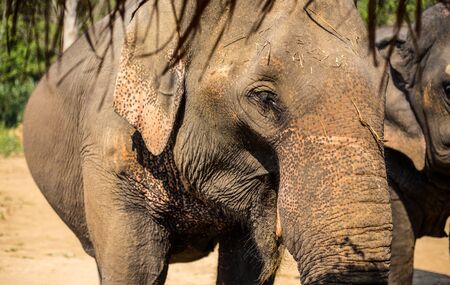 Asia Elephant in Chiang Mai, Thailandの写真素材
