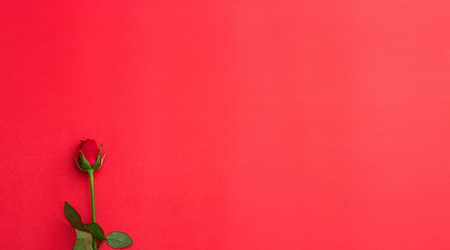 Red rose on red background - Valentine day or Wedding conceptの写真素材