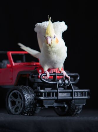 Young Lutino Cockatiel  isolated on black backgroundの写真素材