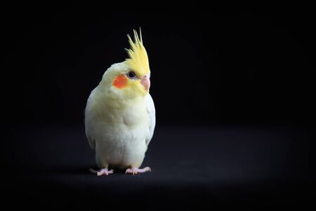 Young Lutino Cockatiel  isolated on black backgroundの写真素材