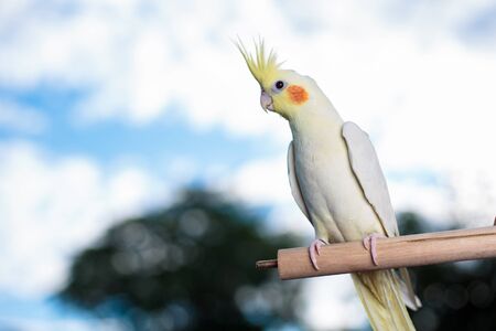 Young Lutino Cockatiel  isolated on blue sky background