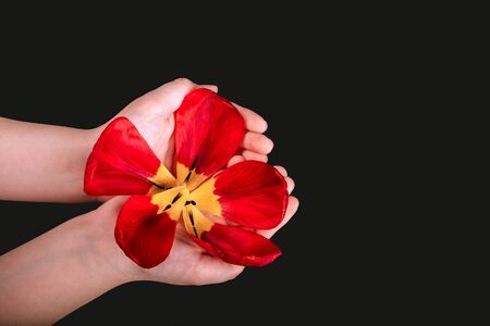 Bright tulip petals in children's hands on a black background. View from above.の写真素材