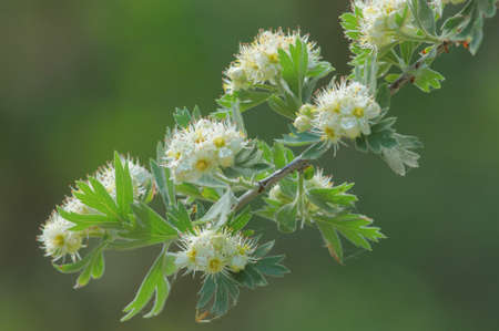 Hawthorn branch in white flowers bloom