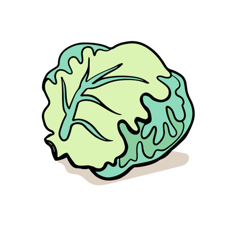 Cabbage botanical hand drawn Isolated vector illustration. Organic vegetarian product. Cabbage applicable for restaurant menu or packaging, label, poster, print. Engraving style.のイラスト素材