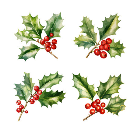 Set of Christmas decorative elements - holly berry branches with leaves and berries.のイラスト素材