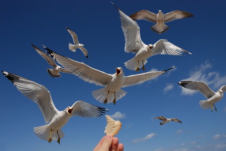 Attack of hungry birds.の写真素材