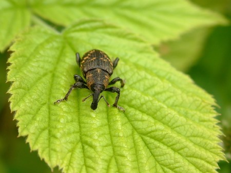 A rare bug on a green leaf