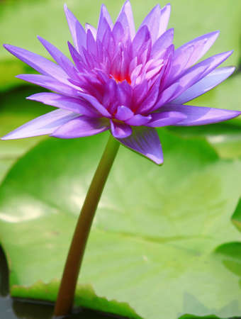 lotus in poolの写真素材
