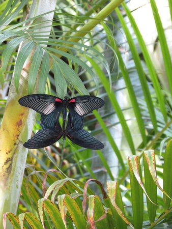 Two big black butterfliesの写真素材