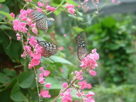  Blue Tiger butterflies on pink flowersの写真素材